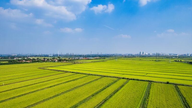 生态农业公司价格