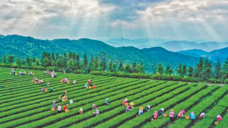 粮食种植技术培训实操步骤详解