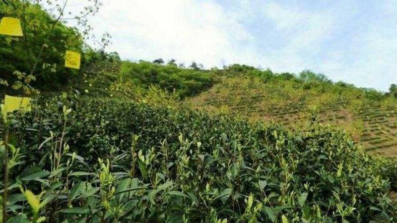 草莓种植专用肥料如何选择：关键要素与误区解析
