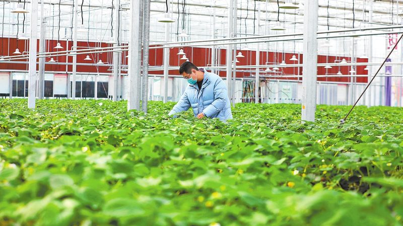 绿色食品认证标准：了解与查询指南
