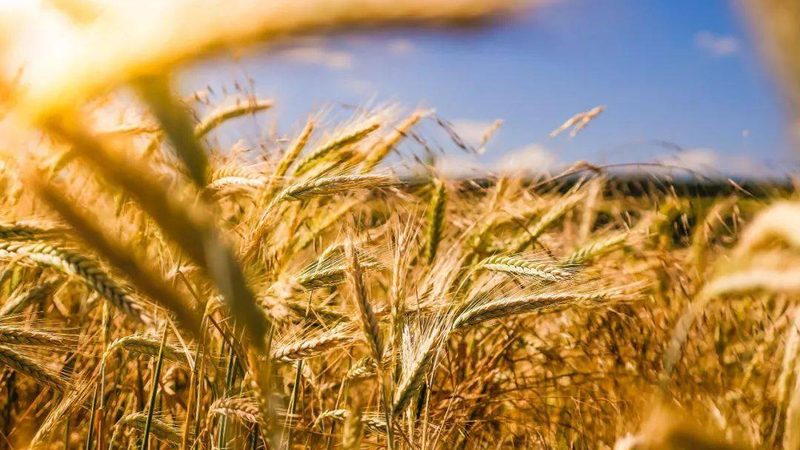 连栋温室安装费每平米：揭秘影响成本的关键因素