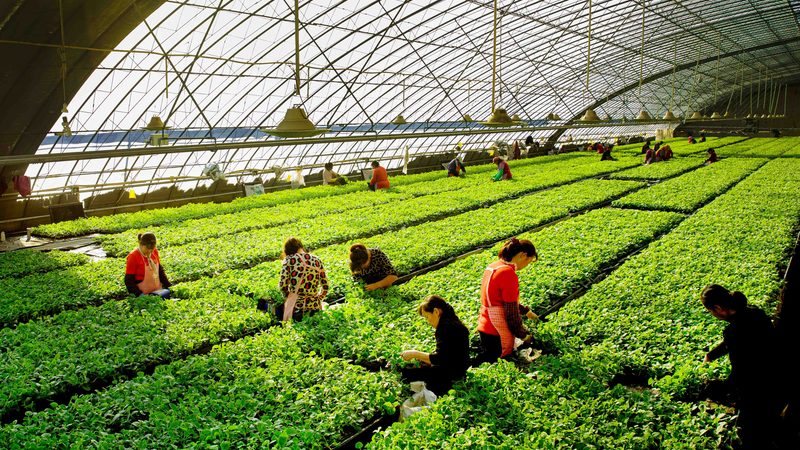 水果农产品规格型号报价单：揭秘选购背后的标准与技巧