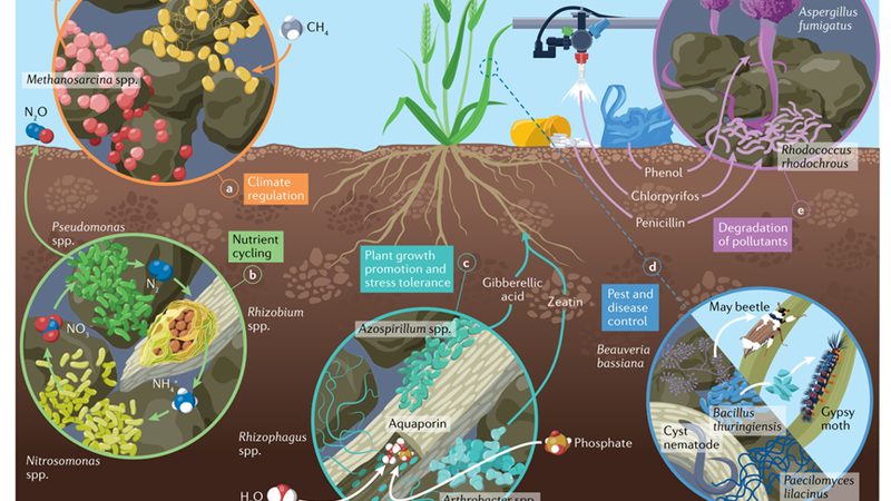 玉米种植技术标准：保障产量与品质的基石