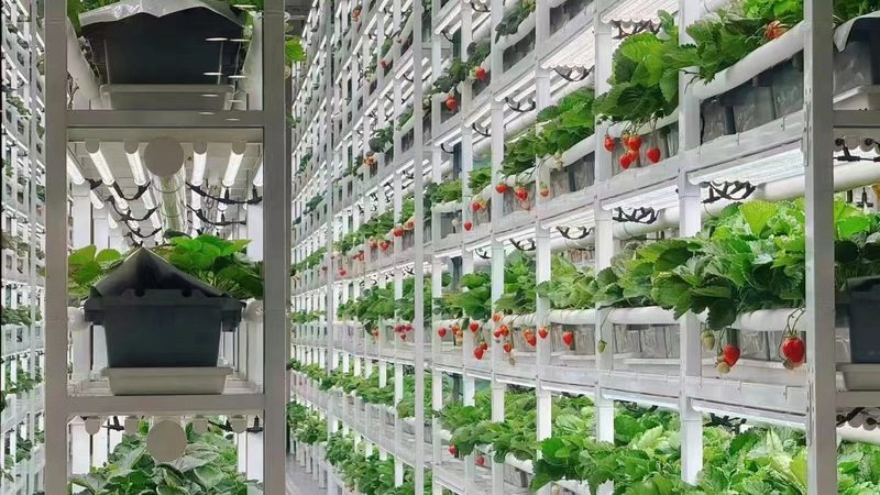 农村养殖合作社申请流程详解